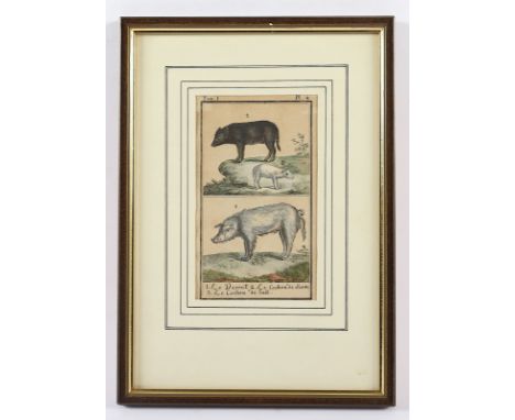 KUPFERSTICH, "Schweine", wohl aus Buffon, um 1780, R. 