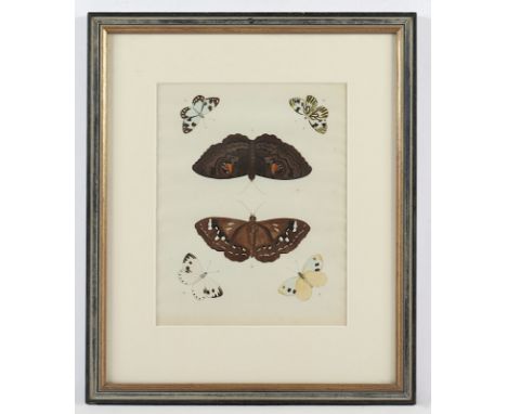 SCHMETTERLINGE, Kupferstich, koloriert, ca. 25 x 19, aus P. Cramer, 1779-1782, R. 