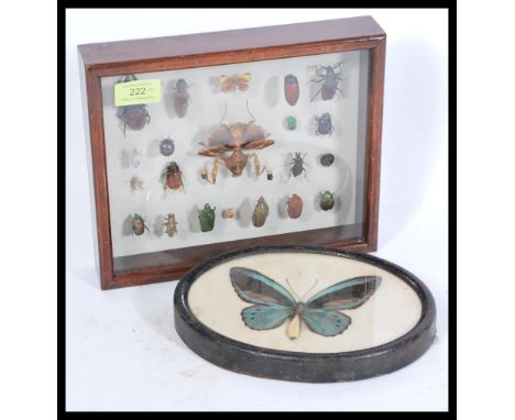A framed vintage 20th Century taxidermy butterfly specimen display of a large blue butterfly within an oval frame along with 