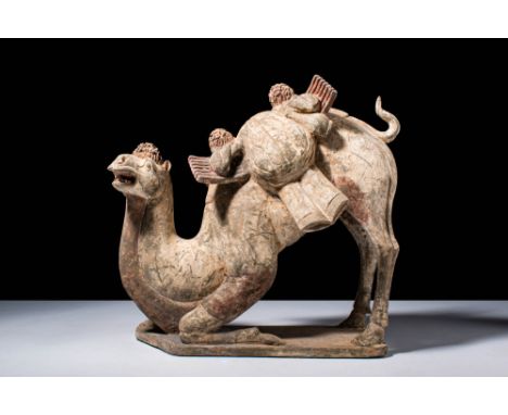 Ca. AD 618 – 907.A Chinese terracotta kneeling camel. A beautifully modeled bactrian figure in dynamic pose, where the camel 