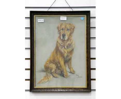 Meg Burns (20th century school) Pastel study Portrait of golden retriever, signed lower right, 42cm x 30cm 