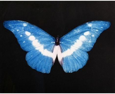 Damien Hirst, (b.1965), Blue butterfly, framed print, signed in pencil 'For Manuel', paper dimensions 16" x 17.5", image dime
