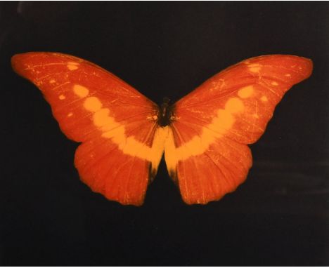 Damien Hirst, (b. 1965), red butterfly, framed print, signed in pencil with heart, paper dimensions 16" x 17.5", image dimens