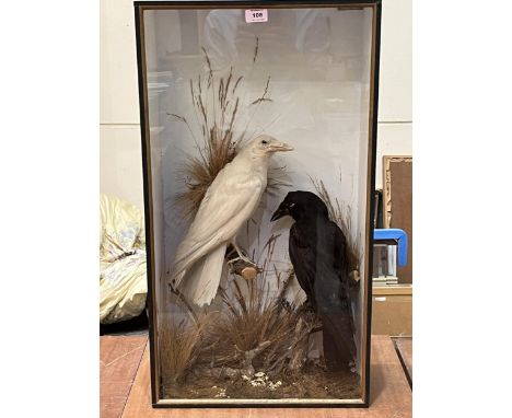 Vintage taxidermy. A cased group of two crows, the birds in a naturalistic setting. The case 30½" x 16½".