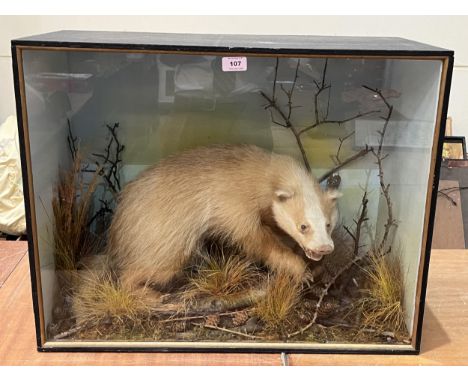 Vintage taxidermy. A cased badger, the animal in a naturalistic setting with painted backdrop. The case 21" x 27".