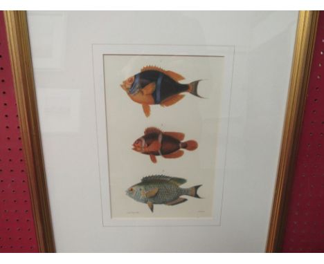 A vintage style framed print of exotic fish, framed and glazed, 27cm x 17.5cm image size