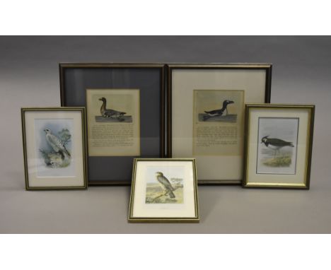 A collection of bird prints, including a pair of later coloured prints of waterfowl, white-fronted goose and a great auk, 18 