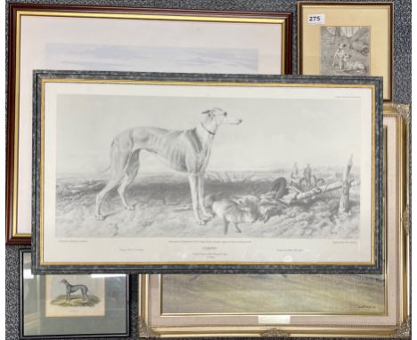 A group of framed prints of greyhounds, largest frame size 64 x 52cm.