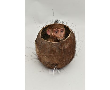 A LATE 19TH / EARLY 20TH CENTURY AUTOMATON OF A MONKEY IN A COCONUT, possibly by Roullet et Decamps, in need of restoration, 