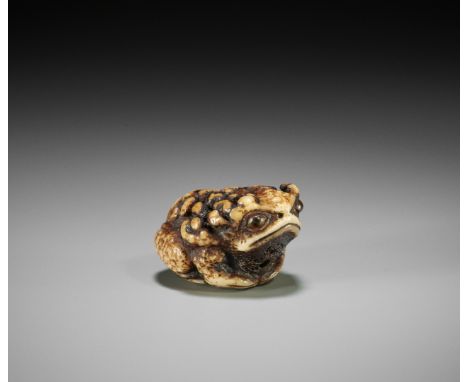A SUPERB STAG ANTLER NETSUKE OF A CROUCHING TOADUnsignedJapan, Tokyo, Asakusa District, late 19th centuryAn ingenious carving
