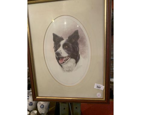 A PORTRAIT OF A BORDER COLLIE 