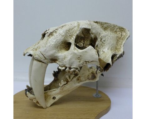 A resin model skull of a sabre tooth tiger