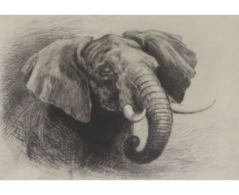 Hayward Hardy, etching, Study of an elephant, 18 x 25cm