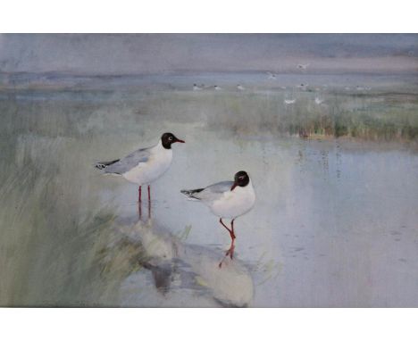 FRANK SOUTHGATE (1872-1916) LAUGHING GULLS Signed, watercolour and gouache over traces of pencil 38.5 x 58cm. ++ A few pale w