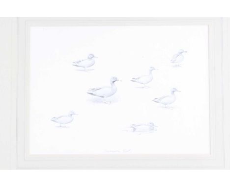 Attributed to John Cyril Harrison, (1898-1985), Cinnamon Teal, pencil sketch, titled lower middle, 24 x 33cm.