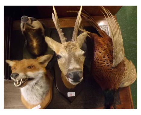 Taxidermy model of a fox mounted on a mahogany shield, together with a further head of a badger entitled  Berlin  on an oak s