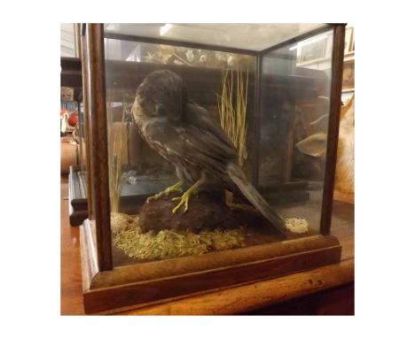 Taxidermy cased model of a merlin perched upon a rock amongst foliate, 11  tall x 10  wide  