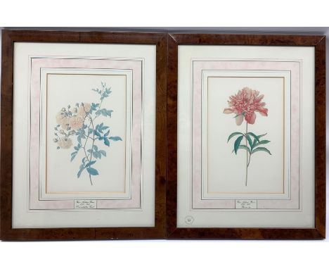 After Franz Andreas Bauer (Austrian 1758-1840): 'Tillium Erectum', 'Rosa Multiflora Thunb', 'Gardenia Rothmannia' and 'Paeoni