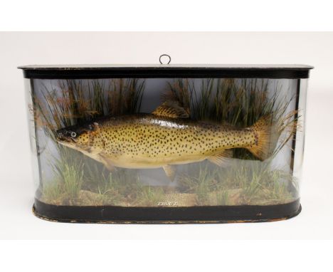 Taxidermy; A Speckled Brown Trout, early 20th century, mounted with a naturalistic setting in a bow fronted glazed and ebonis