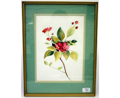A DECORATED BOTANICAL WATERCOLOUR of cherry blossom, 32cm x 22cm together with a Georgian style botanical print of an orchid,
