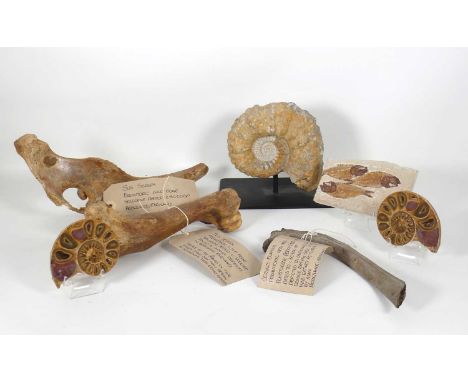 A collection of various fossil items, to include ammonites, wild boar and red deer bones etc 
