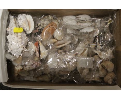 A SMALL BOX OF COLLECTABLE SHELLS