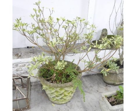 A large weathered concrete garden planter, with lattice decoration. 60x45cm. 