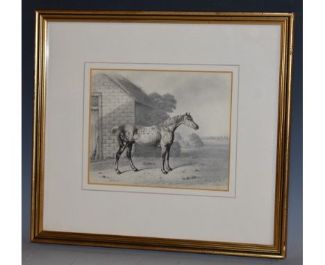 B Fenning (19th century)Portrait of a Horse, Goldfinchsigned, inscribed and dated 1931, pencil drawing, 14.5cm x 18cm 