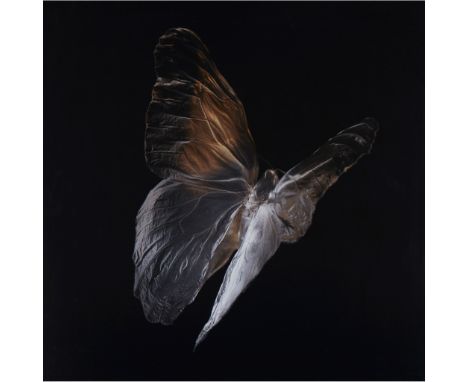 § ALEXANDER JAMES (BRITISH B.1967) CALIGO EURILOCHUS (4489) Edition II, chromogenic print, flush-mounted on aluminium(60cm x 