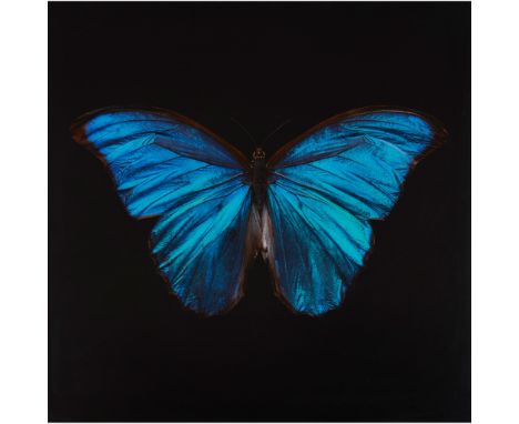 § ALEXANDER JAMES (BRITISH B.1967) MORPHO AMATHONTE Artist's proof (unique), signed verso, chromogenic print, flush-mounted o