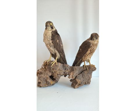 Taxidermy birds of prey.