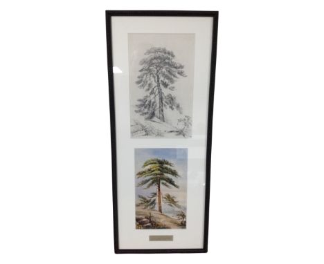 An R Tregelles 19th century graphite drawing of a Scotch fir tree, 15cm by 24cm, with watercolour of the same tree framed as 