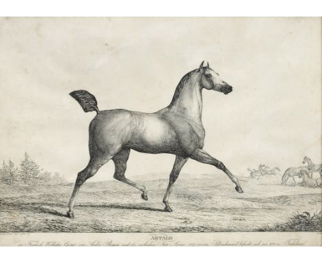 Friedrich Leopold Bürde(1792 Breslau - 1849 Detmold)Bildnis des Hengstes "Artaud" in TrakehnenRadierung/Papier. Unterhalb in 