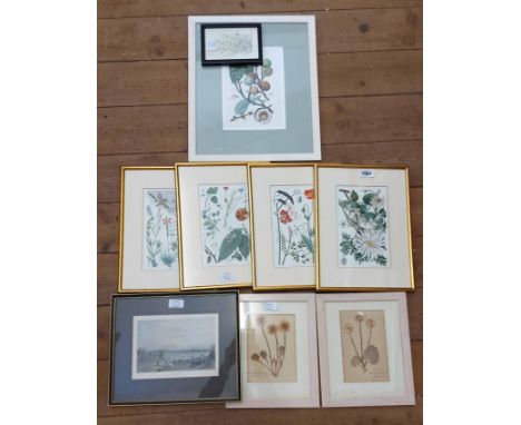 A selection of framed coloured botanical study reprints, framed dried flowers and a print of Liverpool