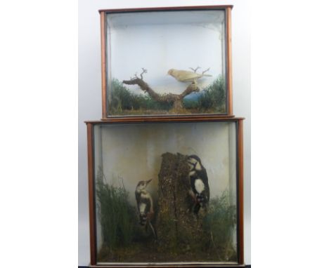 Taxidermy - a Victorian pair of Greater Spotted Woodpeckers, Dendrocopus Major, stuffed and mounted on a simulated tree trunk