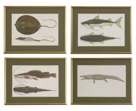 Phil Coles (contemporary)'Amazon Apocalypse', Black Caimen;'Congo Killer', Vundu Catfish;'Death Ray', Giant Freshwater Stingr