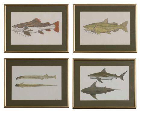 Phil Coles (contemporary)'Amazon Flesh Eaters', Candiru;'Amazon Apocalypse', Red-tailed Catfish;'Freshwater Shark/Hidden Pred