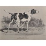 19th Century French School. "Chien D'Arret", Lithograph, 11" x 14.75".