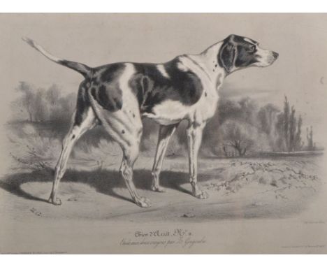 19th Century French School. "Chien D'Arret", Lithograph, 11" x 14.75".
