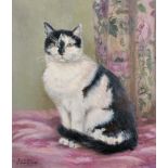 Dorcie Sykes (20th Century) British. "Jimmy 1976", Study of a Cat, Oil on Canvas, Signed and