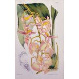 W… Pitch (20th Century) British. Study of an Orchid, Print, 9.5" x 6".