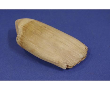 Vintage whale tooth 16 x 7 cm approx.