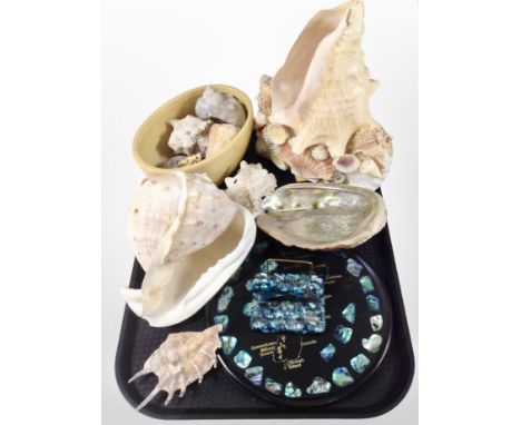 A collection of sea shells, abalone desk stand and further plate depicting a map of New Zealand 