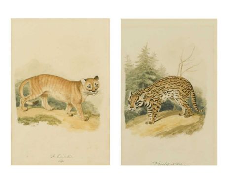 Samuel Howitt (British, 1756-1822) Studies of a Cougar and an Ocelotboth signed 'Howitt' and inscribed below 'F. Concolor' an