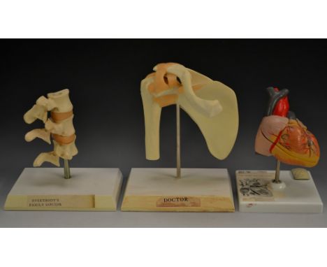 Medical - a set of three plastic anatomical models, heart and lungs, hip joint and vertebrae, rectangular bases, the largest 