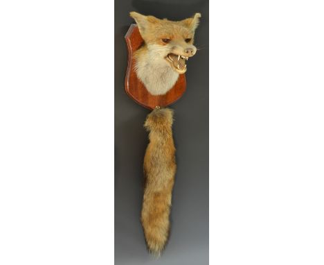 Taxidermy - a fox's head and tail hunting trophy, both mounted on a mahogany shield back, the cresting with hook for tail sus