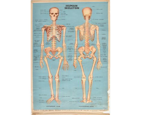 Indian Book Depot - a vintage mid century circa 1970s anatomical poster of the human skeletal system. The poster on blue grou