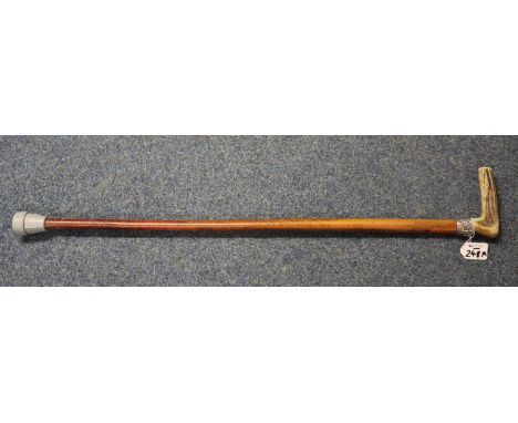 Horn handled, silver collared walking stick/cane.(B.P. 24% incl. VAT)