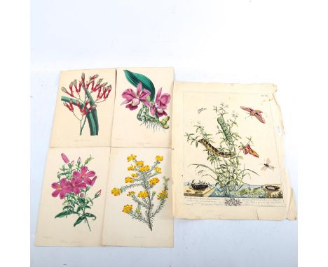 A folder of mainly 19th century hand coloured prints, insects, butterflies and botanical, including Moses Harris (20)Generall