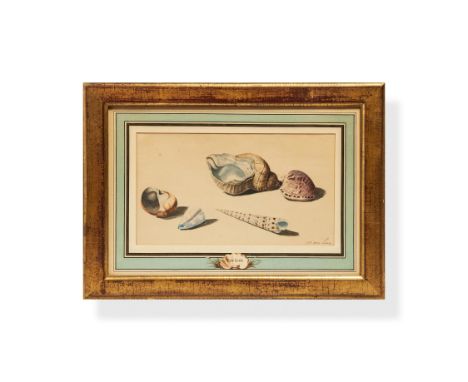 Willem van Leen (Dutch 1753 - 1825) Sea ShellsWatercolourSigned lower right34.5 x 25.5cm (13½ x 10 in.)Condition Report: Some